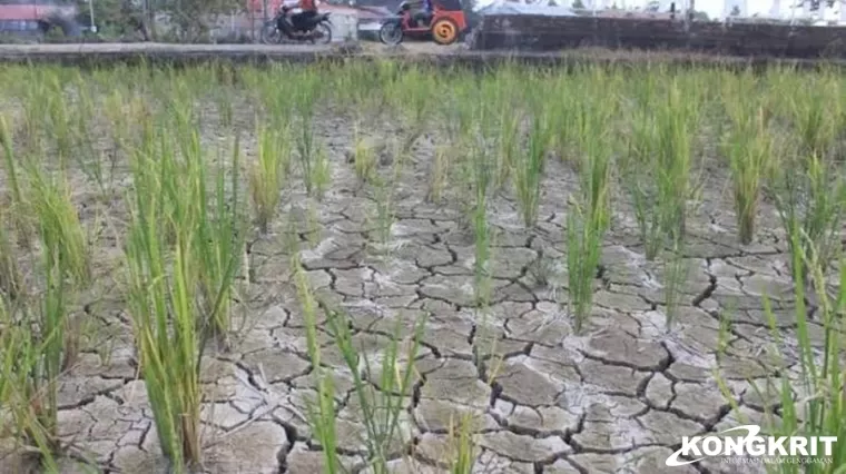 Pemko Padang Imbau Petani Hemat Air Akibat Cuaca Panas