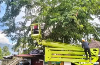 DLH Pangkas Pohon Tua di Jalan Ir. Soekarno untuk Jaga Keamanan Pengguna Jalan