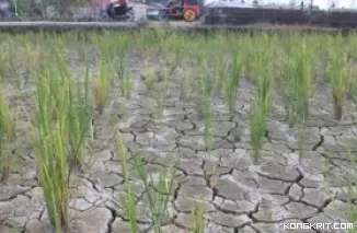 Pemko Padang Imbau Petani Hemat Air Akibat Cuaca Panas