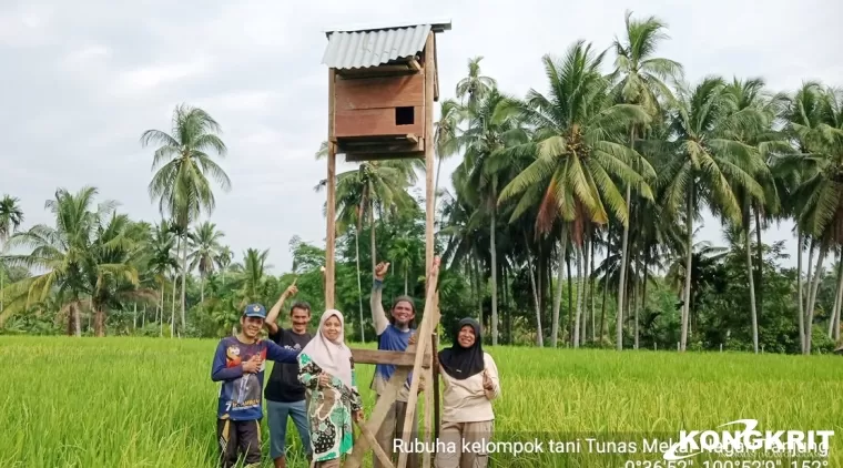 Program RUBUHA di Palangki Sijunjung Berhasil Kendalikan Hama Tikus