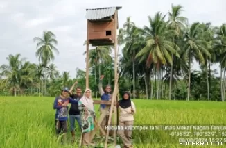 Program RUBUHA di Palangki Sijunjung Berhasil Kendalikan Hama Tikus