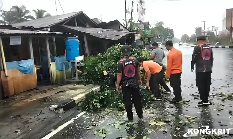 Hujan Lebat dan Angin Kencang, Tim BPBD Kota Pariaman Beraksi Bersihkan Pohon Tumbang (Foto: Dok.Istimewa)