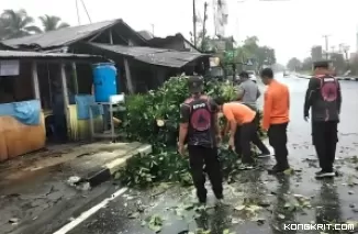 Hujan Lebat dan Angin Kencang, Tim BPBD Kota Pariaman Beraksi Bersihkan Pohon Tumbang (Foto: Dok.Istimewa)