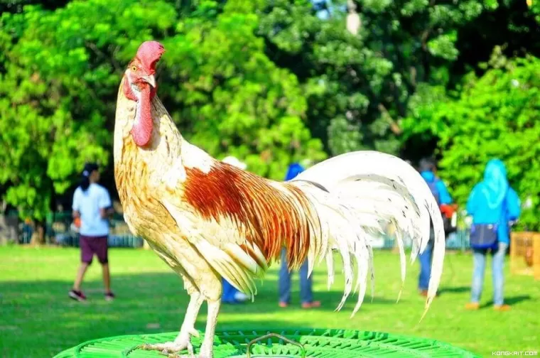 Keanekaragaman Flora dan Fauna