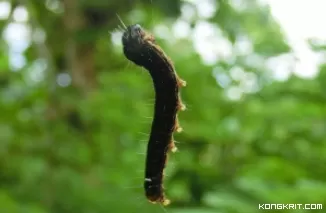 Viral Serangan Ulat Jati di Gunungkidul, Dari Gangguan Jalanan hingga Sumber Gizi Mengejutkan