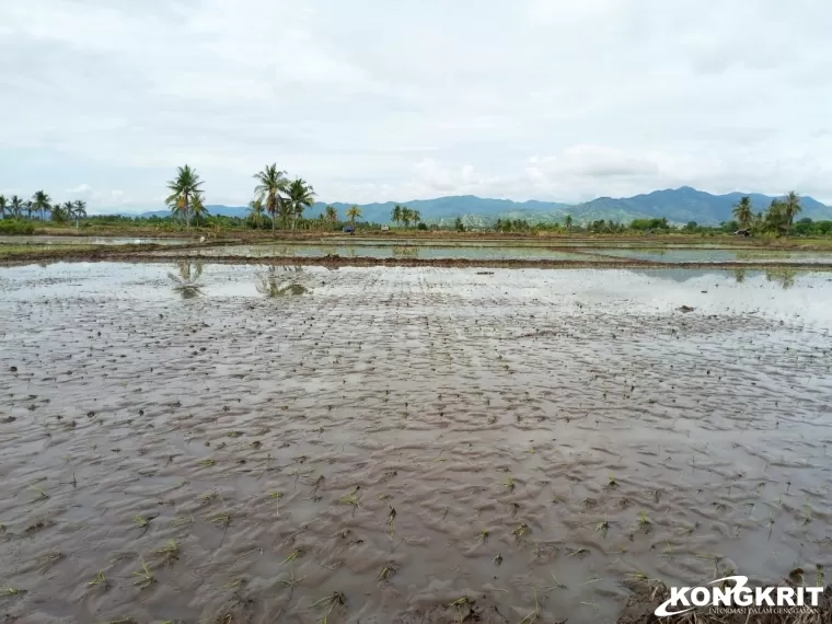 Banjir Luapan Kali Aesesa Seluas 25 Hektar Sawah di Desa Tonggurambang Terancam Rusak