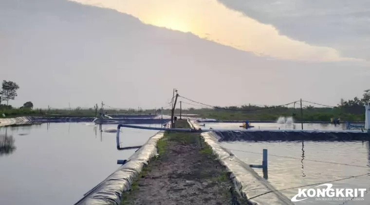 Masyarakat Desak Pihak Gakkum LHK RI Terbitkan Surat Perintah Penyidikan Terkait Tambak Udang Vaname Sungai Bakau Rohil