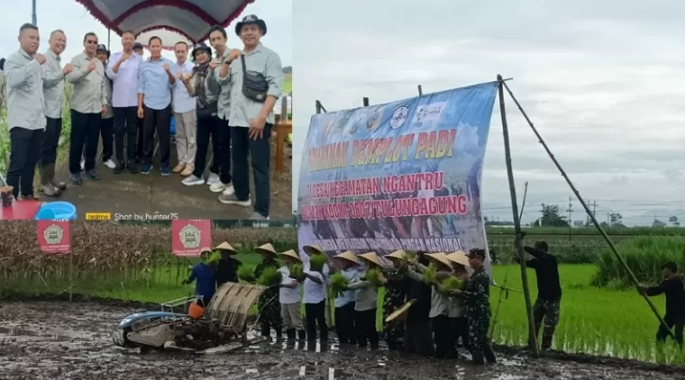 Kodim 0807 bersama Dispertan Tulungagung laksanakan Penanaman Demplot Padi di Desa Ngantru (Insert : Kadispertan Suyanto no 2 dari kiri dampingi Sekdakab Tri Hariadi, Bupati dan Wakil Bupati terpilih Gatut Sunu - Ahmad Baharudin)