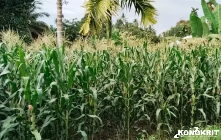 Produksi Jagung Pariaman Melonjak Signifikan, Capai Lebih dari 1.000 Ton di 2024