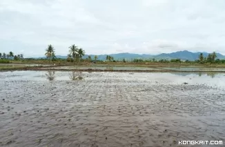 Banjir Luapan Kali Aesesa Seluas 25 Hektar Sawah di Desa Tonggurambang Terancam Rusak