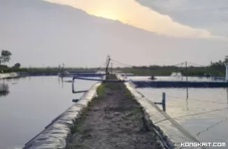 Masyarakat Desak Pihak Gakkum LHK RI Terbitkan Surat Perintah Penyidikan Terkait Tambak Udang Vaname Sungai Bakau Rohil