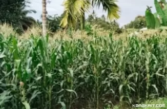 Produksi Jagung Pariaman Melonjak Signifikan, Capai Lebih dari 1.000 Ton di 2024