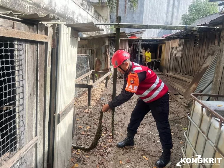 Brimob Kaltim Evakuasi Ular Piton Masuk Kandang Rumah Warga di Balikpapan