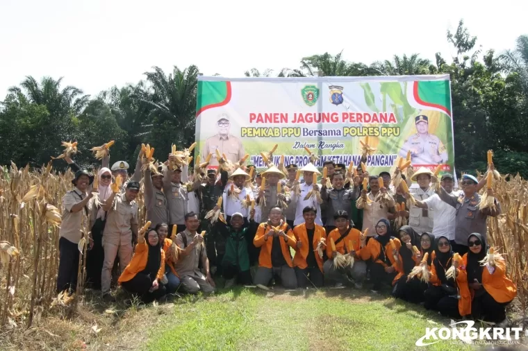 Forkopimda Penajam Paser Utara Gelar Panen Perdana Jagung dalam Upaya Perkuat Ketahanan Pangan