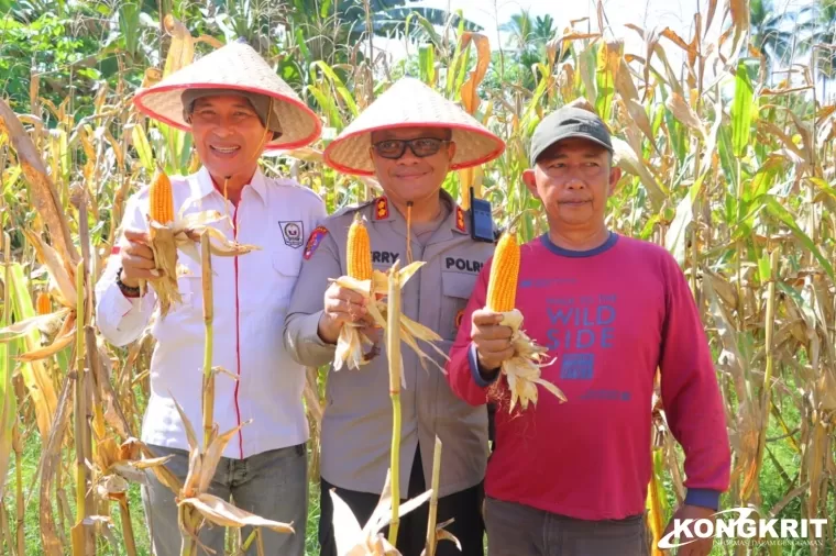 Panen Raya Jagung Serentak di Kabupaten Pessel, Kapolres dan Bupati Hadiri Kegiatan Bersejarah