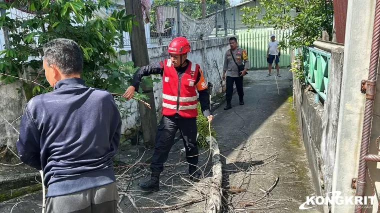 Pohon Lapuk Tumbang Timpa Rumah Warga di Klandasan Balikpapan, Brimob Sigap Evakuasi