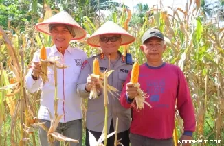 Panen Raya Jagung Serentak di Kabupaten Pessel, Kapolres dan Bupati Hadiri Kegiatan Bersejarah