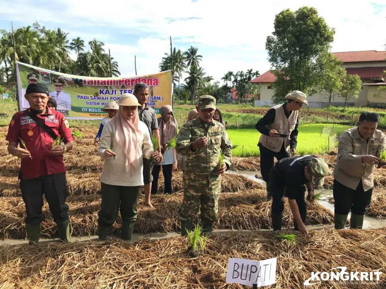 Bupati dan Wakil Bupati Solok Lakukan Penanaman Perdana Program Sawah Pokok Murah