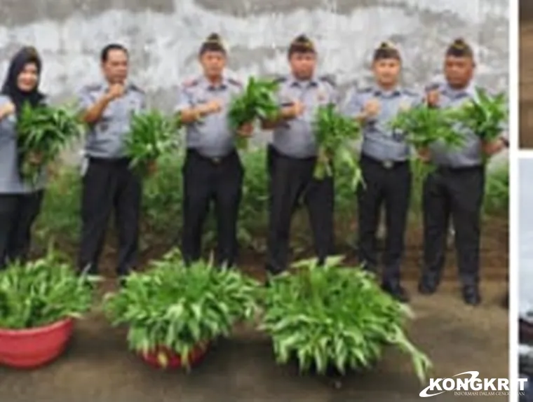 Lapas Kelas II B Lubuk Basung Panen Perdana Kangkung, Dukung Ketahanan Pangan