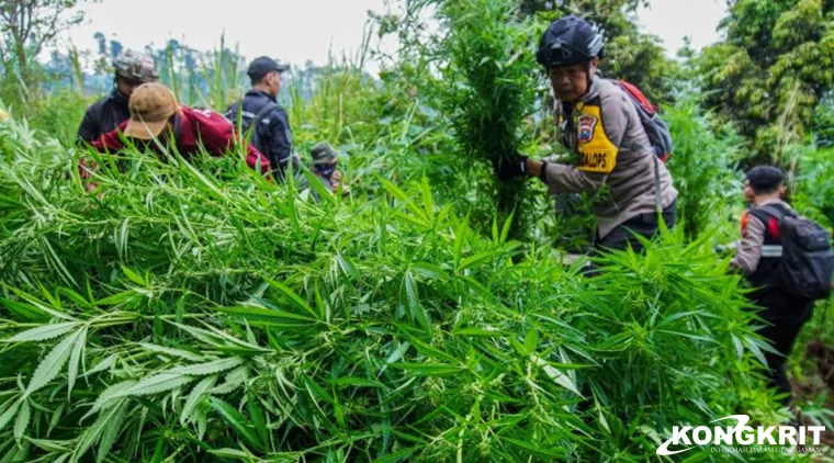 Sosok Edi, Dalang Utama Penanaman Ganja di Taman Nasional Bromo Tengger Semeru