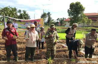 Bupati dan Wakil Bupati Solok Lakukan Penanaman Perdana Program Sawah Pokok Murah