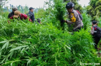 Sosok Edi, Dalang Utama Penanaman Ganja di Taman Nasional Bromo Tengger Semeru