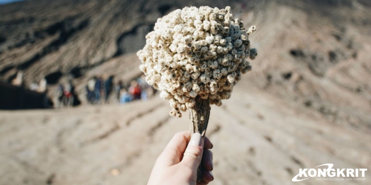 Di Gunung Bromo, Bunga Abadi Ini Malah Dijual Murah, Loh Kok? (Foto : Dok. Istimewa)