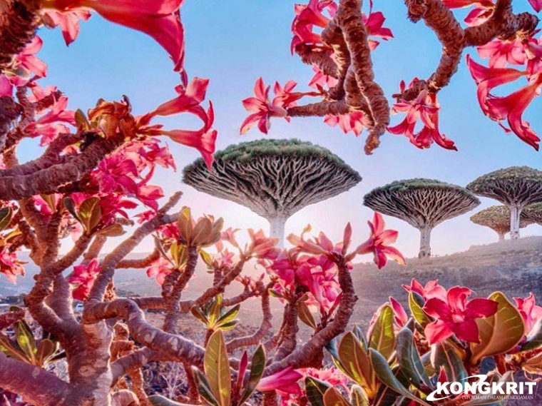 Disebut-sebut Sebagai Pulau Dajjal, Berikut 9 fakta Mempesona Pulau Socotra. (Foto : Dok. Istimewa)