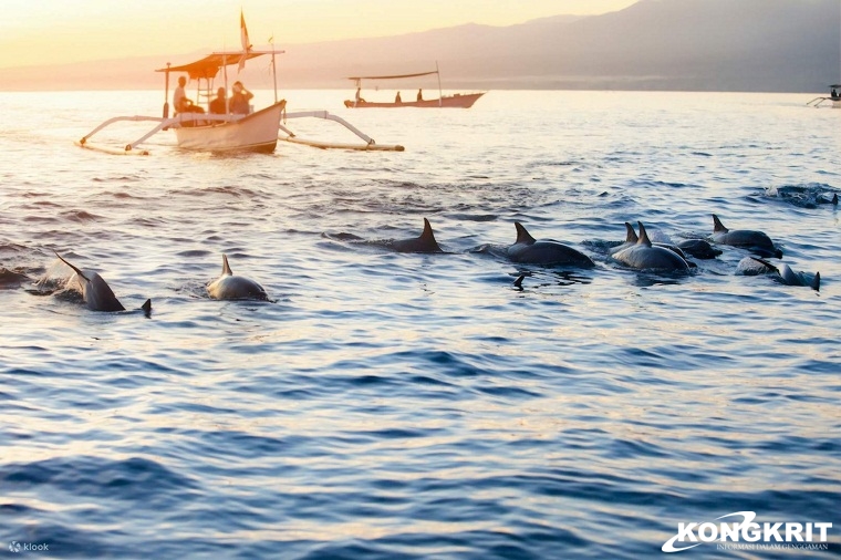 Main Bareng Lumba-lumba di Pantai Lovina di Bali Utara. (Foto : Dok. Istimewa)