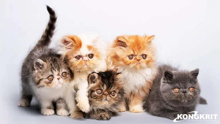 Panduan Memilih Sampo Kucing yang Tepat untuk Kesehatan Kulit dan Bulu Majikan Bulu Kesayangan. (Foto : Dok. Istimewa)