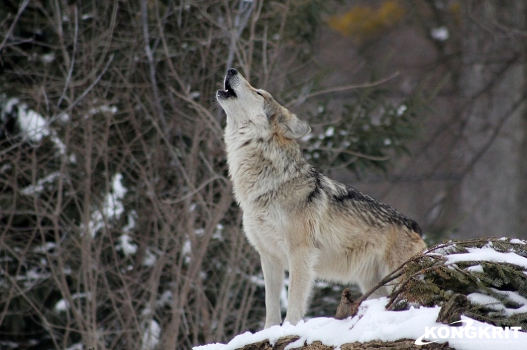 Rahasia Kehidupan Serigala, Kelompok Hierarki dan Kecerdasan yang Mengagumkan. (Foto : Dok. Istimewa)