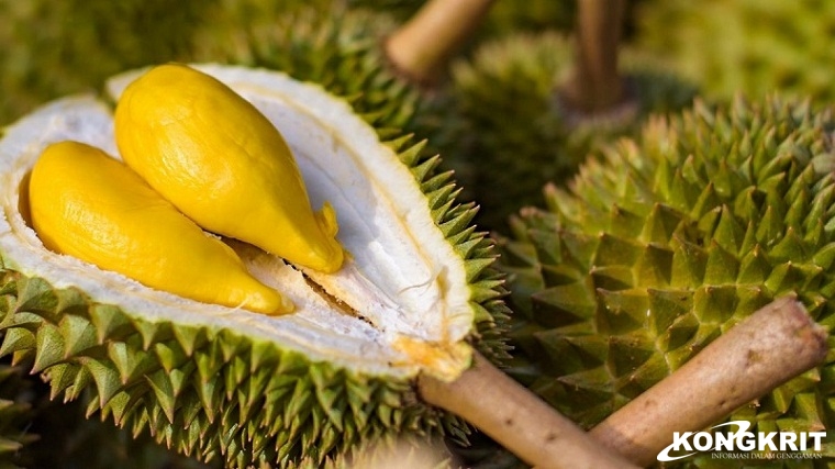 Ssst... Durian Matang dan Manis Hanya Dengan 5 Langkah Mudah! Simak Yuk! (Foto : Dok. Istimewa)