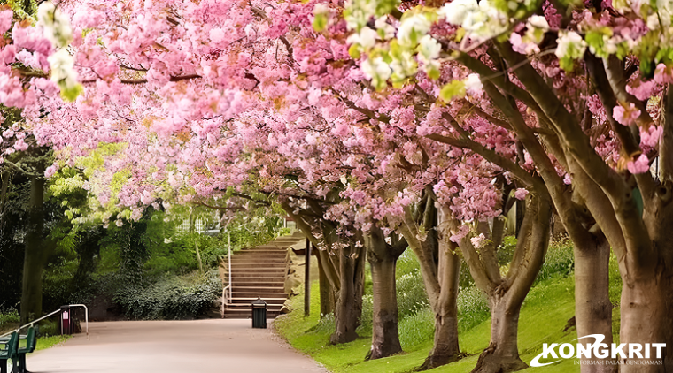 Tidak Perlu ke Jepang, Taman Sakura Juga Ada di Kebun Raya Cibodas: Destinasi Wisata yang Memikat Hati. (Foto : Dok. Istimewa)