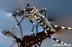 5 Tips Ampuh Menyingkirkan Nyamuk di Kamar Mandi. (Foto : Dok. Istimewa)