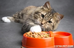 6 Merek Makanan Kucing Berkualitas di Bawah 100 Ribu, Solusi Terjangkau untuk Kesehatan Si Anabul. (Foto : Dok. Istimewa)