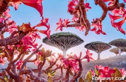 Disebut-sebut Sebagai Pulau Dajjal, Berikut 9 fakta Mempesona Pulau Socotra. (Foto : Dok. Istimewa)