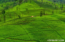 Gunung Cilik Kaliurip, Menyelinap dalam Pesona Alam yang Viral dan Menawan. (Foto : Dok. Istimewa)