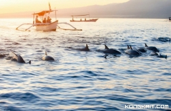 Main Bareng Lumba-lumba di Pantai Lovina di Bali Utara. (Foto : Dok. Istimewa)