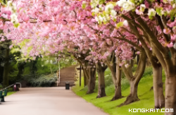 Tidak Perlu ke Jepang, Taman Sakura Juga Ada di Kebun Raya Cibodas: Destinasi Wisata yang Memikat Hati. (Foto : Dok. Istimewa)