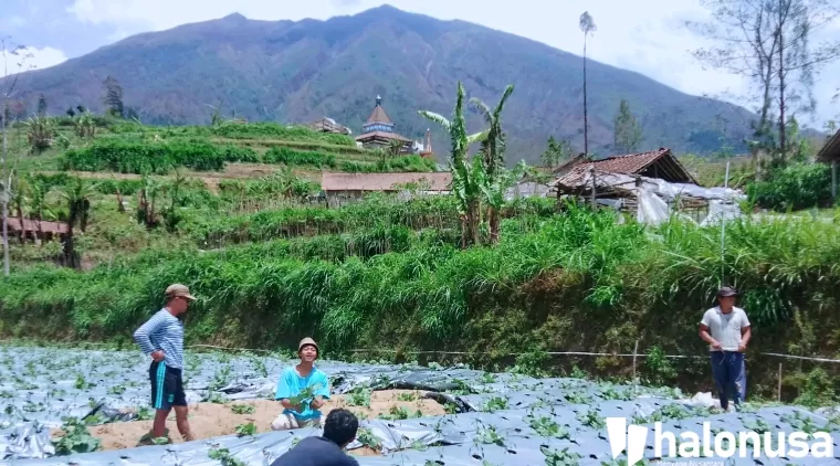 Ilustrasi petani dilereng gunung. (Foto: Beritamagelang.id)