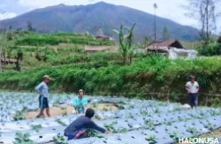 Ilustrasi petani dilereng gunung. (Foto: Beritamagelang.id)