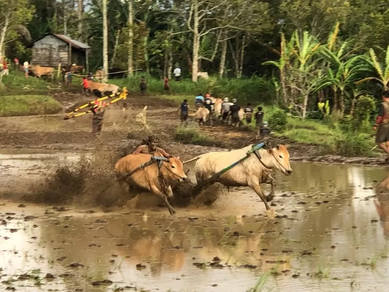 Seorang Joki yang tengah mengendalikan dua ekor sapi pada gelaran Pacu Jawi di tengah Sawah berlumpur yang disaksikan oleh wisatawan di Padang Laweh, Kabupaten Tanah Datar, Sabtu 7 Desember 2024. (Foto: Dewi Fatimah/Halonusa)