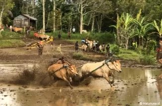 Seorang Joki yang tengah mengendalikan dua ekor sapi pada gelaran Pacu Jawi di tengah Sawah berlumpur yang disaksikan oleh wisatawan di Padang Laweh, Kabupaten Tanah Datar, Sabtu 7 Desember 2024. (Foto: Dewi Fatimah/Halonusa)