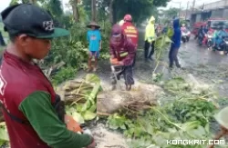 Petugas gabungan Polsek, BPBD, Damkar, PLN, melakukan evakuasi pohon tumbang di lokasi bencana