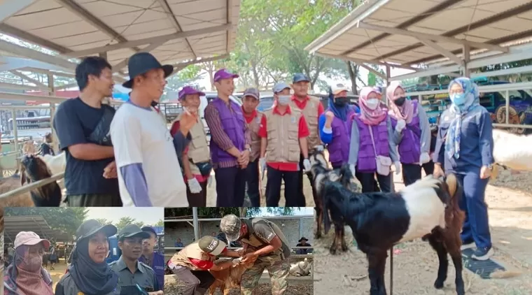 Disnakkeswan Tulungagung melakukan pemeriksaan hewan ternak di pasar hewan terpadu Tulungagung, ( Insert : Kabid Keswan Disnakkeswan Tulungagung, drh, Tutus Sumaryani saat diwawancarai awak media).