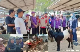 Disnakkeswan Tulungagung melakukan pemeriksaan hewan ternak di pasar hewan terpadu Tulungagung, ( Insert : Kabid Keswan Disnakkeswan Tulungagung, drh, Tutus Sumaryani saat diwawancarai awak media).