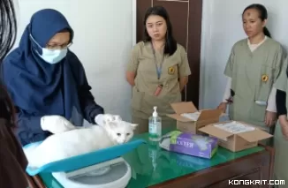 drh. Vika, Koordinator Puskeswan Kedungwaru saat memeriksa hewan kucing