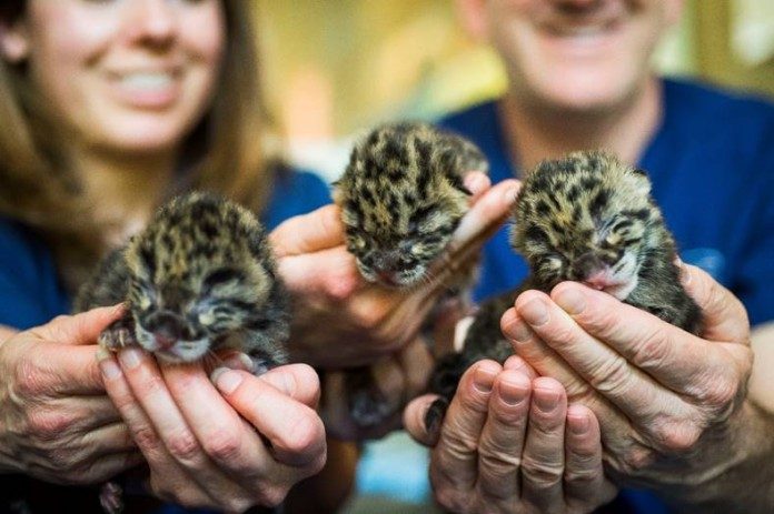 Anak kembar tiga macan dahan | Kebun Binatang &amp; Akuarium Point Defiance/Halonusa