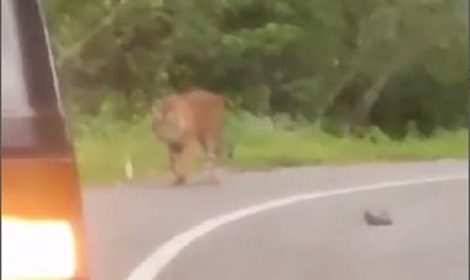 Seekor harimau muncul jalan Alahan Panjang, Solok, Rabu (2/12/2020). | Foto: istimewa