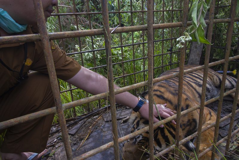 Seekor harimau Sumatera jantan sepanjang tiga meter tertangkap dalam perangkap berjarak 500 meter di perkebunan masyarakat di Jorong Lurah Ingu, Nagari Simpang Tanjuang Nan IV, Kecamatan Danau Kembar, Kabupaten Solok, Provinsi Sumatera Barat pada 7 Desemb